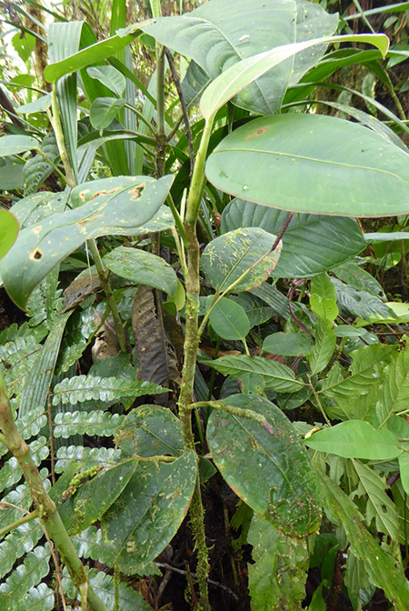 Anthurium terracolum