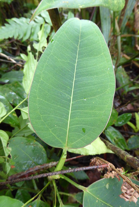 Anthurium terracolum