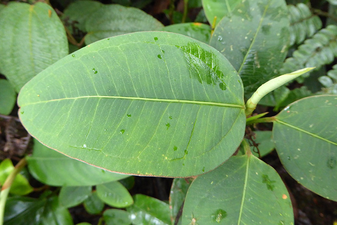 Anthurium terracolum