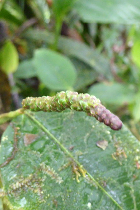 Anthurium terracolum