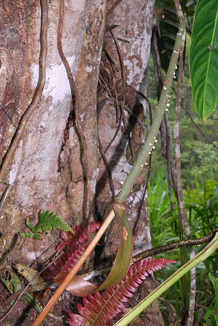 Anthurium terticollectivum