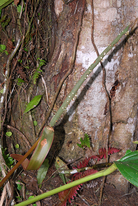 Anthurium terticollectivum