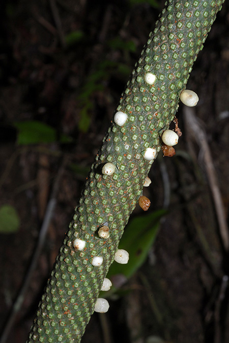 Anthurium terticollectivum