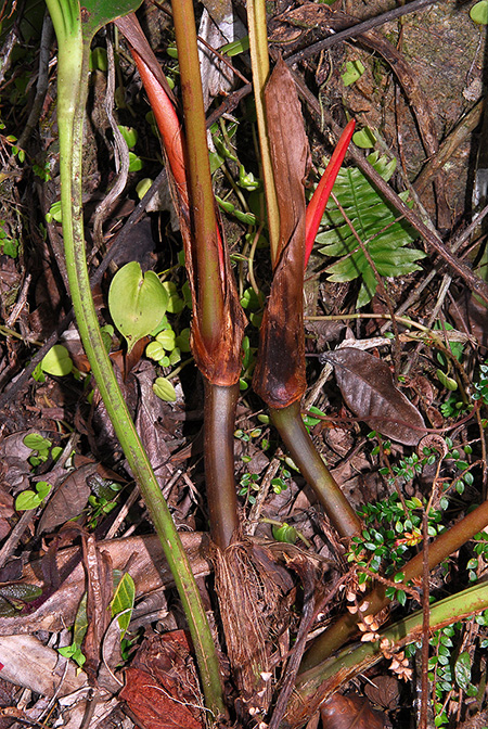 Anthurium terticollectivum