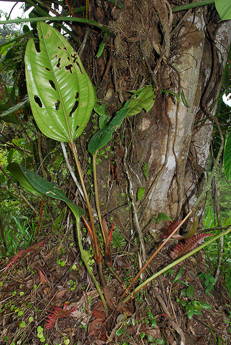 Anthurium terticollectivum
