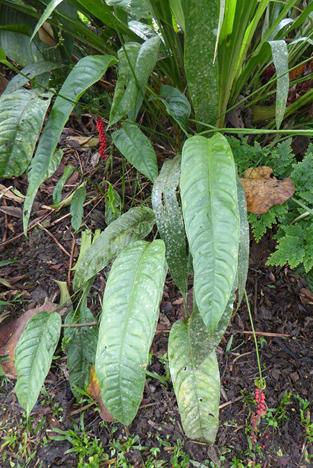 Anthurium testaceum