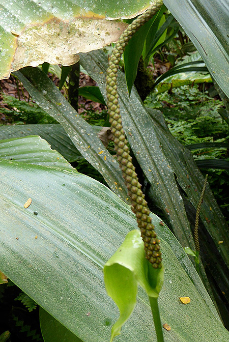 Anthurium testaceum