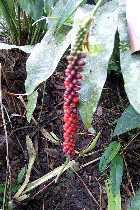 Anthurium testaceum