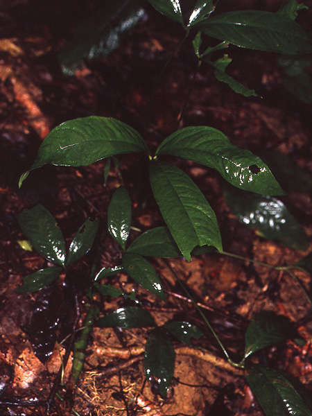 Anthurium thrinax