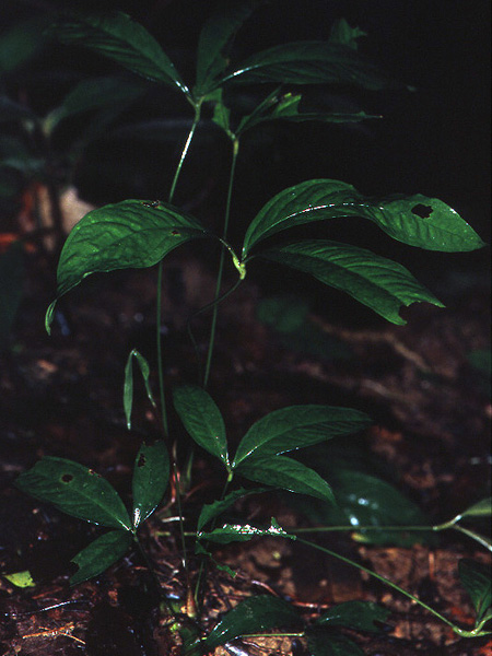 Anthurium thrinax