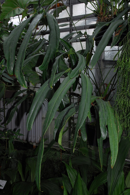 Anthurium tilaranense