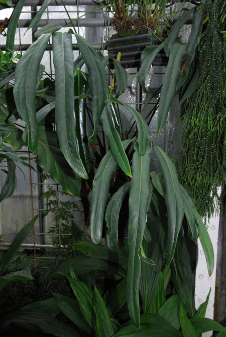 Anthurium tilaranense