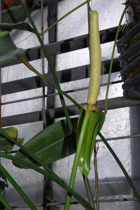 Anthurium tilaranense