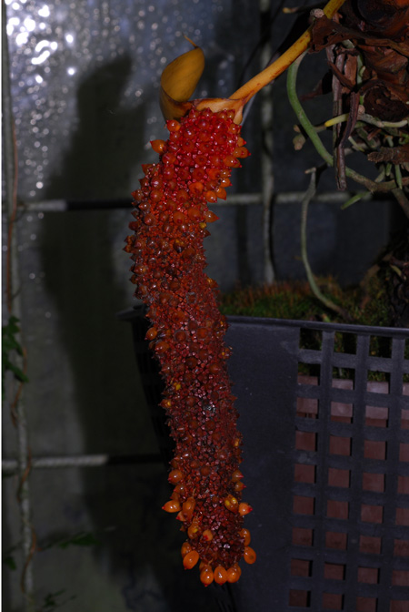 Anthurium tilaranense