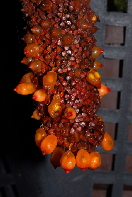 Anthurium tilaranense