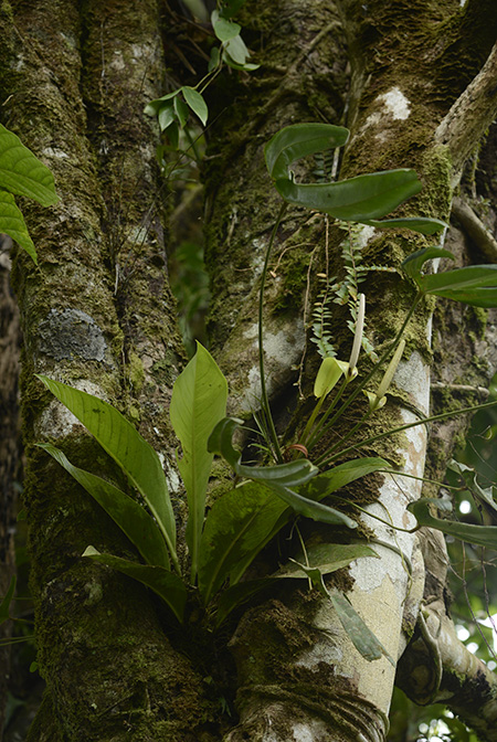 Anthurium tilaranense