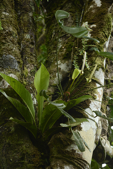 Anthurium tilaranense
