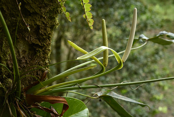 Anthurium tilaranense