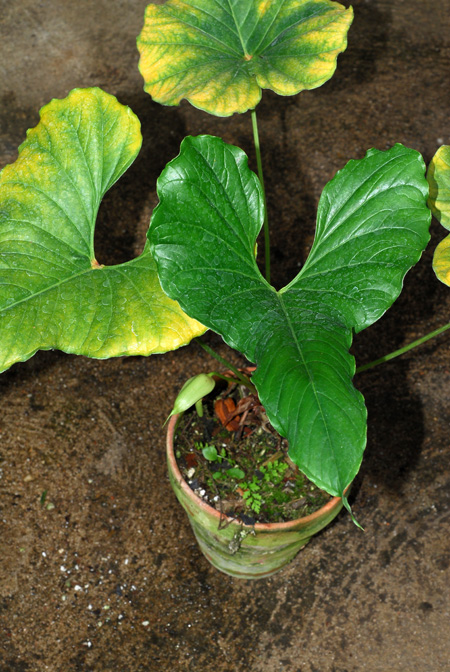 Anthurium toasae
