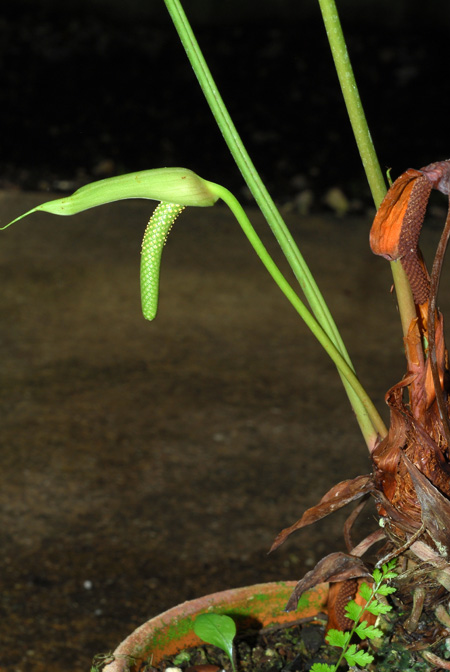 Anthurium toasae