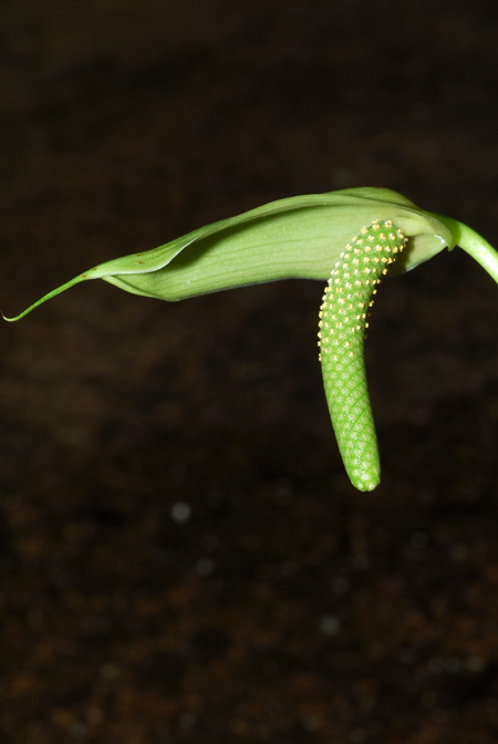 Anthurium toasae