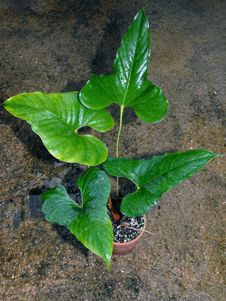 Anthurium toasae