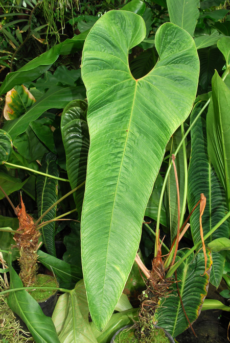 Anthurium tremulum