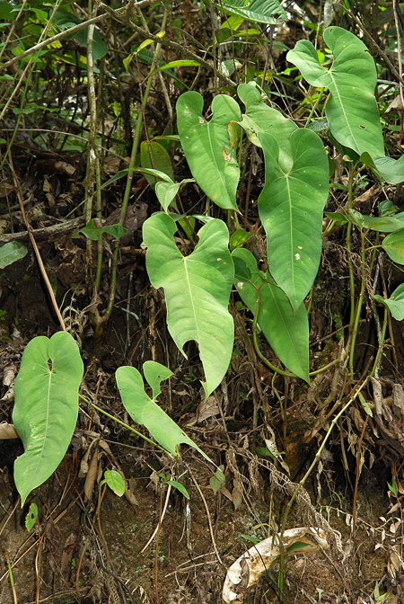 Anthurium triciafrankiae