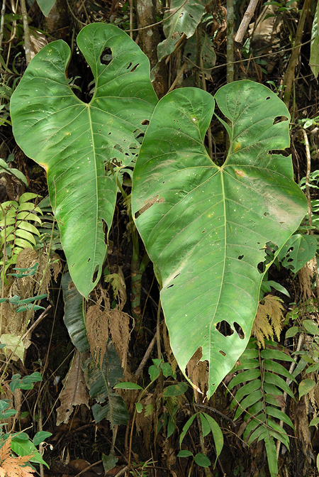 Anthurium triciafrankiae