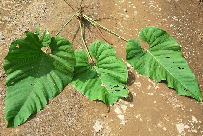 Anthurium triciafrankiae