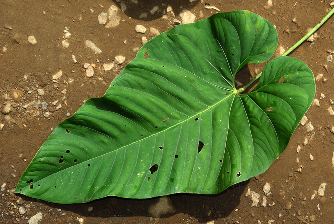 Anthurium triciafrankiae