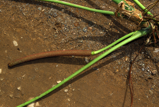 Anthurium triciafrankiae