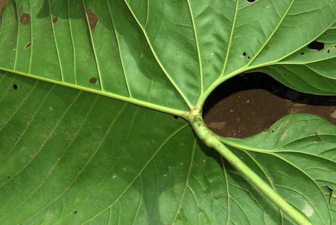 Anthurium triciafrankiae