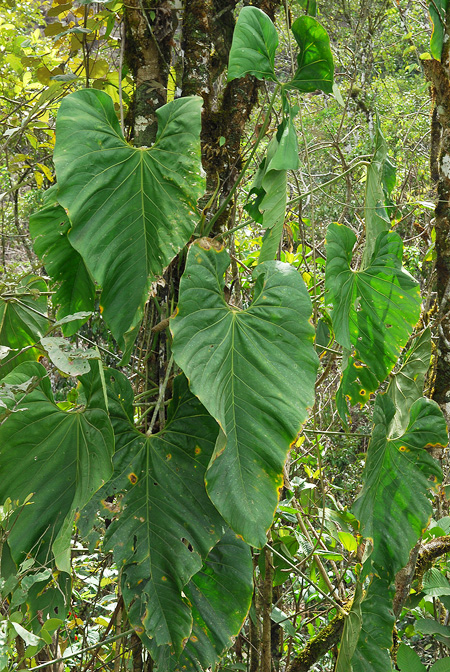 Anthurium triciafrankiae