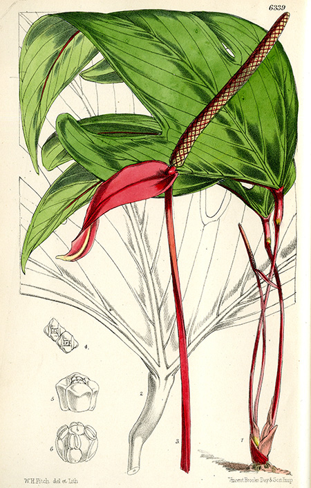 Anthurium trifidum