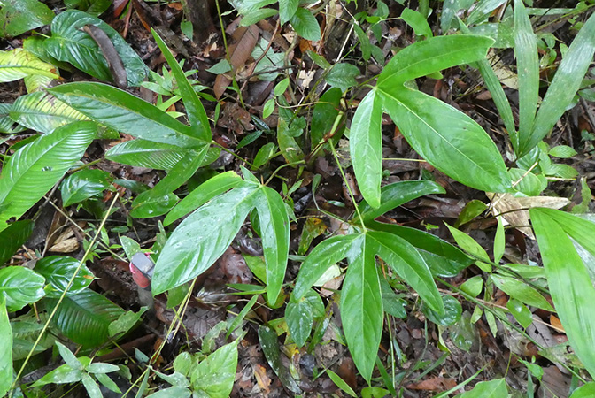 Anthurium trilobum