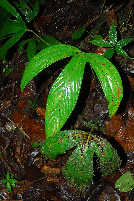 Anthurium trilobum