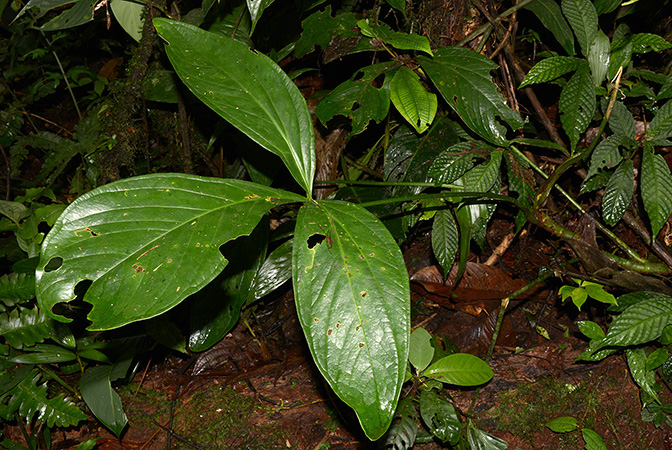 Anthurium triphyllum