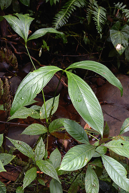 Anthurium triphyllum