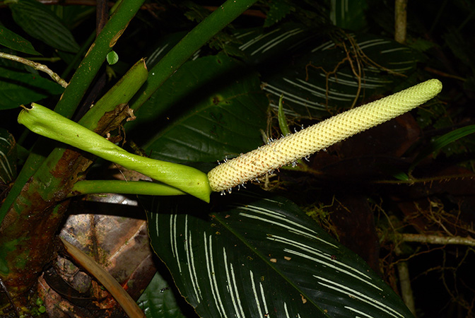 Anthurium triphyllum