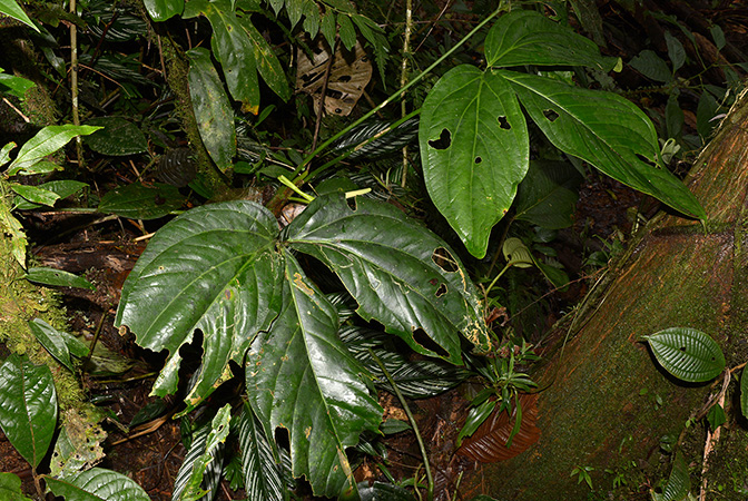Anthurium triphyllum