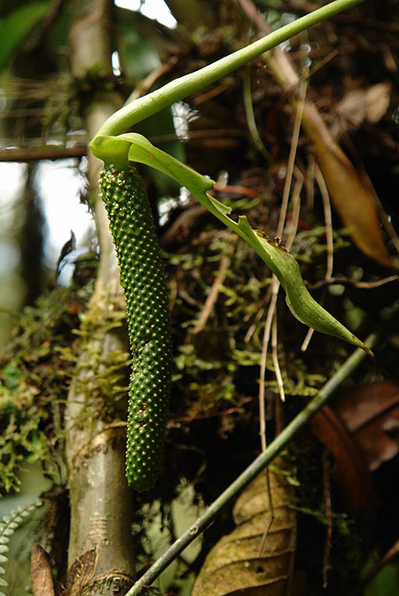 Anthurium triphyllum