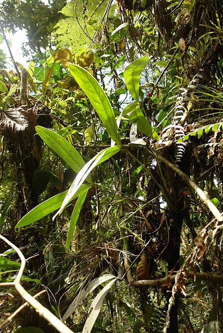 Anthurium triphyllum