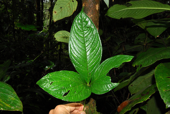 Anthurium trisectum