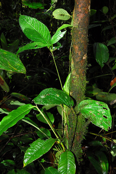 Anthurium trisectum