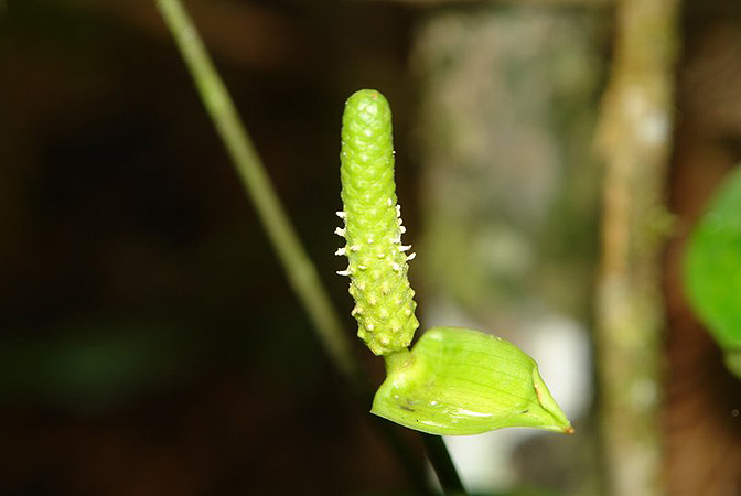 Anthurium trisectum
