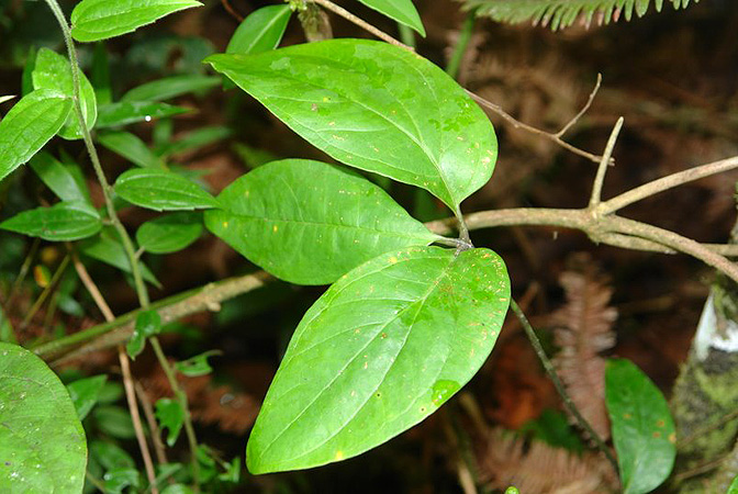 Anthurium trisectum