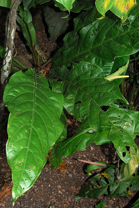 Anthurium trujilloi