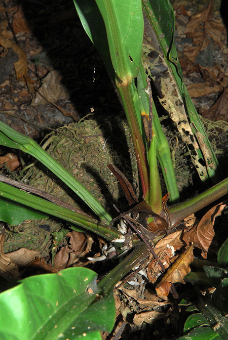 Anthurium trujilloi