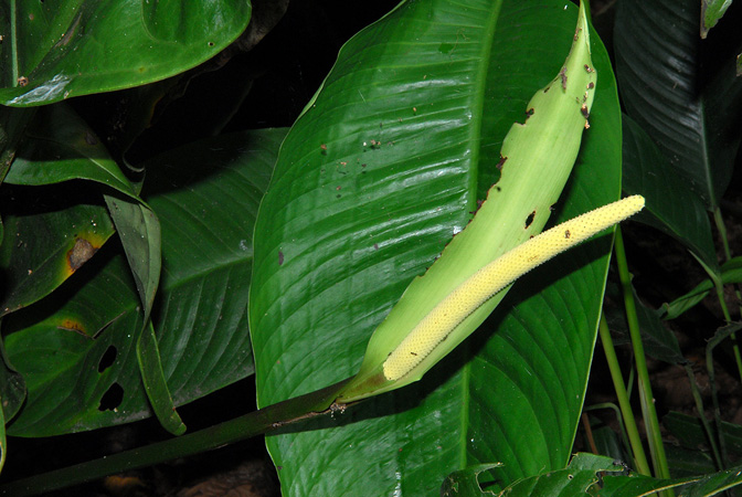 Anthurium trujilloi
